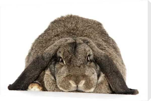 Rabbit. French lop ( agouti )