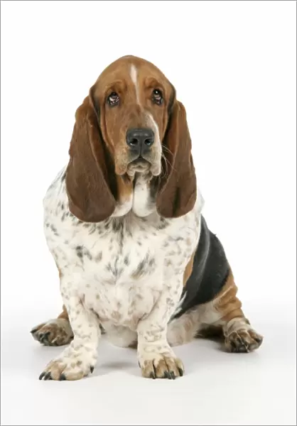 DOG. Basset hound sitting down