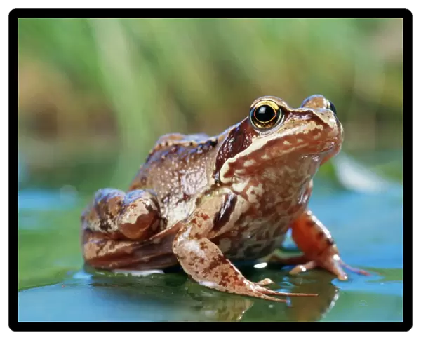 Common Frog On lily pad in pond