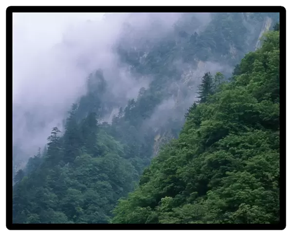 China Sichuan Province Wolong Reserve. (Stronghold of Giant Panda) Mixed Forest (Deciduous & Conifers)