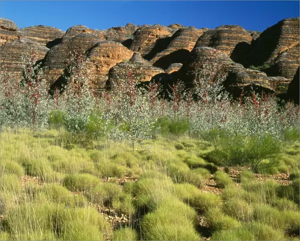 Western Australia - limestone beehives with Prickly or Holly Grevillea (Grevillea wickhamii). Purnululu National Park, Bungle Bungle Range