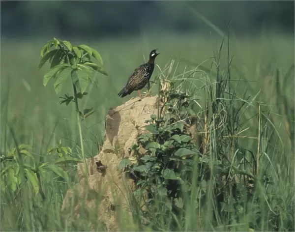Black Partridge calling - from termite mound, Corbett National Park, India