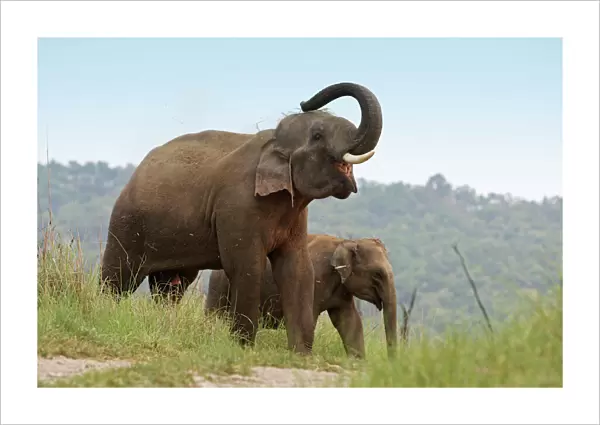Indian  /  Asian Elephant - using trunk to throw grass on back. Corbett National Park - Uttaranchal - India