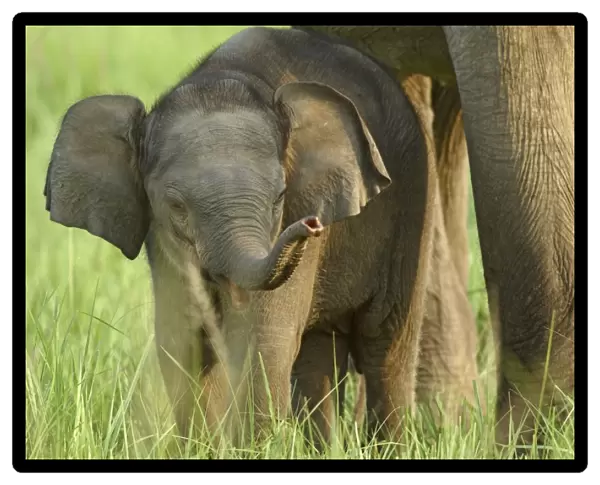 Indian  /  Asian Elephant and young one, Corbett National Park, India
