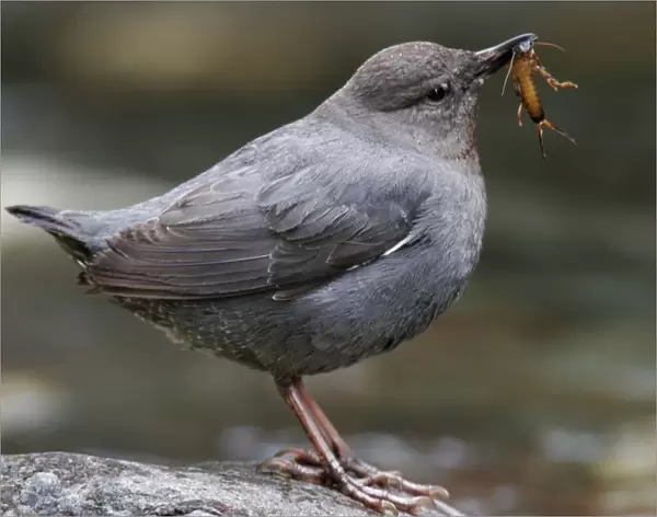 American Dipper Yellowstone National Park, Wyoming, USA