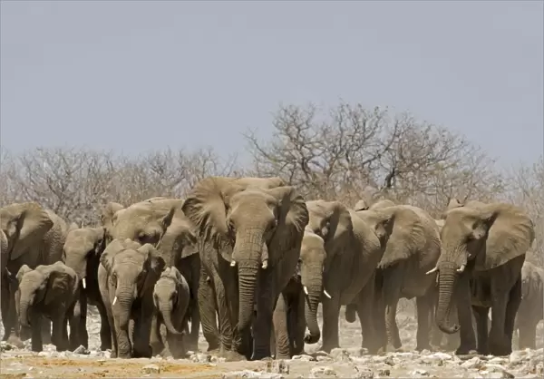 African Elephant Family group emerging from the dry bush Goas, Etosha National Park, Namibia, Africa