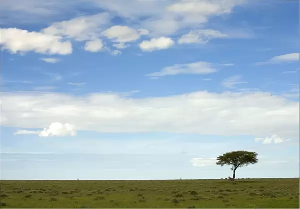 Single tree on the plains of Western Etosha. Etosha National Park Namibia. Africa