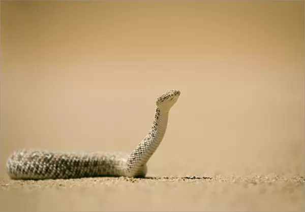 Peringuey's Adder In unusual pose with head raised. Namib Desert, Namibia, Africa
