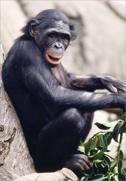 Pygmy  /  Bonobo Chimpanzee - endangered Rainforests of the Congo Basin