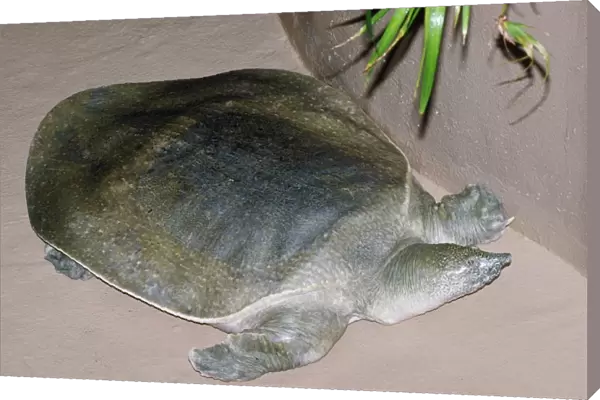 African Softshell Turtle Nile River, Central East Africa