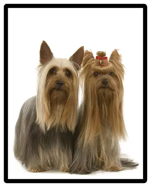 Australian Silky Terrier with Yorkshire Terrier. Also known as Silky Terrier or Sydney Silky