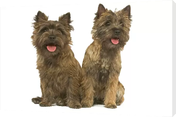 Cairn Terrier - two