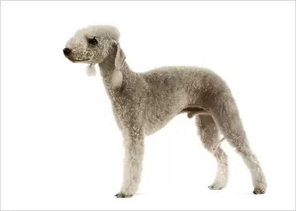 Dog - Bedlington Terrier. Also known as Rothbury Terrier
