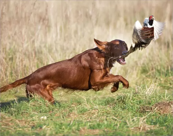 Dog - Red Setter  /  Irish Setter - chasing pheasant