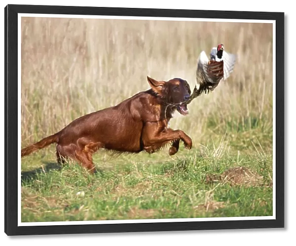 Dog - Red Setter  /  Irish Setter - chasing pheasant