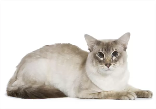 Balinese Cat - Blue silver tabby point