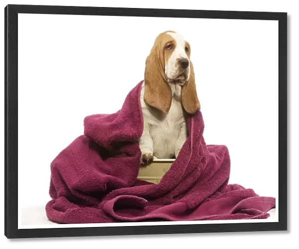Dog - Basset Hound wrapped in pink towel