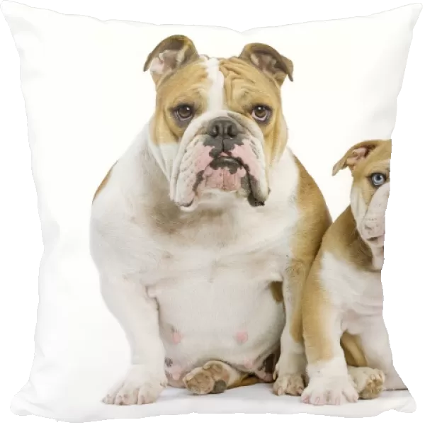 Dog - English Bulldog - adult and puppy in studio