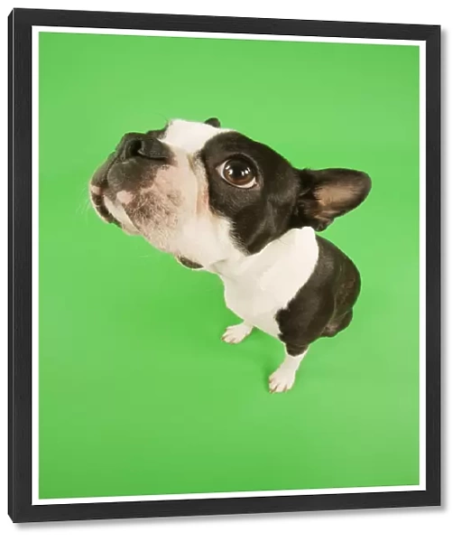 Dog - Boston Terrier in studio with green background, fish-eye lense