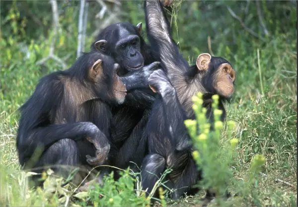 Chimpanzees Grooming each other Tanzania