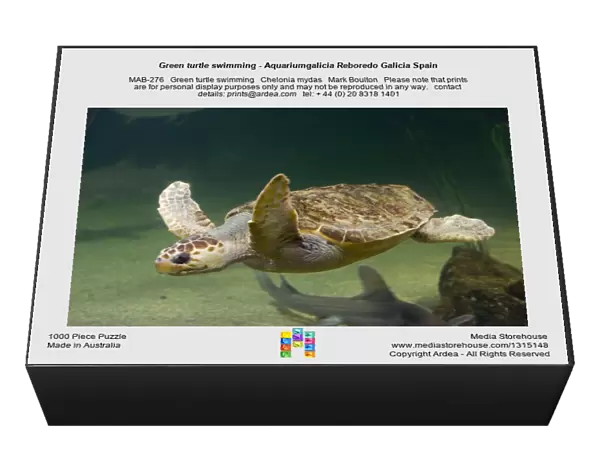 Green turtle swimming - Aquariumgalicia Reboredo Galicia Spain