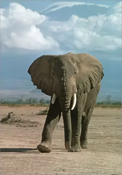 African Elephant - Kilimanjaro Amboseli Game Reserve, Kenya Africa