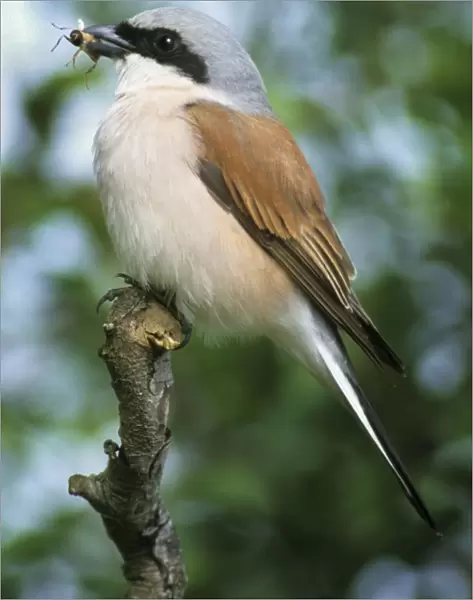 Red-backed Shrike - On tree with insect in beak Torgny, Gaume, Belgium