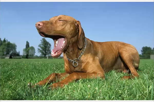 Dog - Bracco Italiano  /  Italian Pointer lying down in grass and yawning