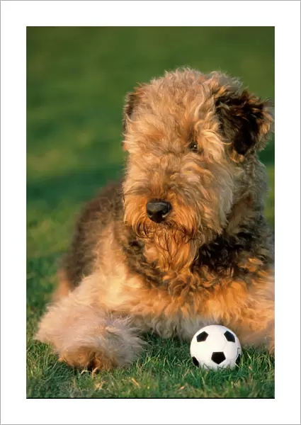 Dog - Airedale Terrier with ball in garden