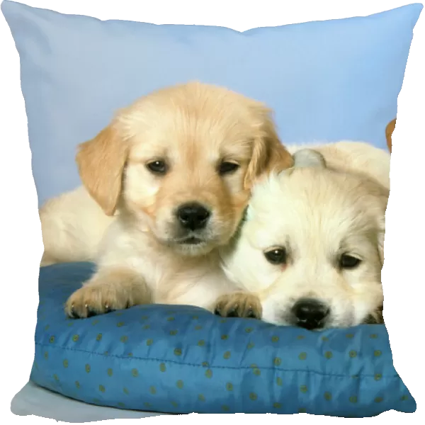 Dogs - Golden Retriever puppies on cushion