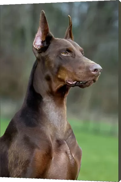 Dog - Dobermann