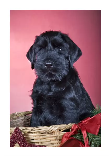 Dog - Giant Schnauzer - In Christmas basket