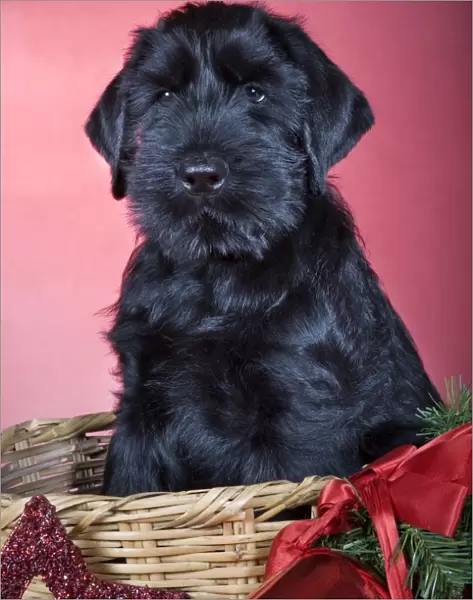 Dog - Giant Schnauzer - In Christmas basket