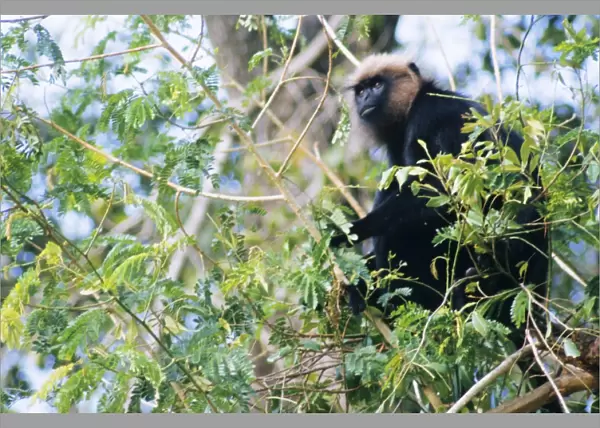 Nilgiri  /  John's  /  Black Leaf Langur Monkey - feeding India