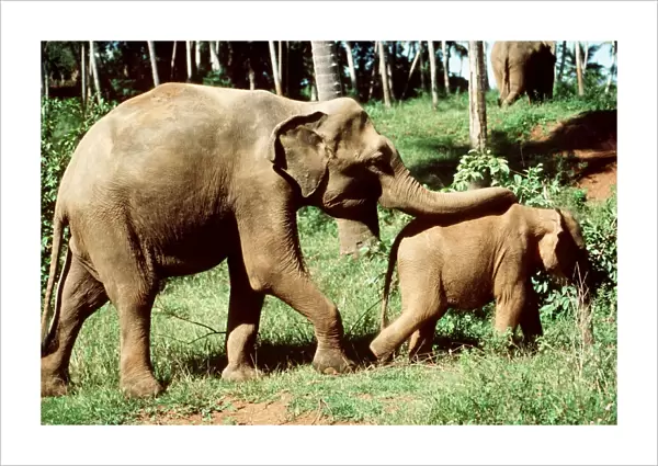 Indian Elephants Adult & young Sri Lanka