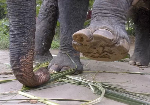 Asian Elephant: left forefoot raised to show sole, Sri Lanka