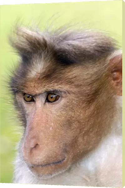 Bonnet Macaque, South India