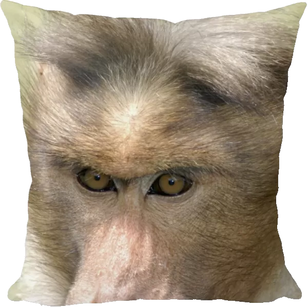 Bonnet Macaque, South India