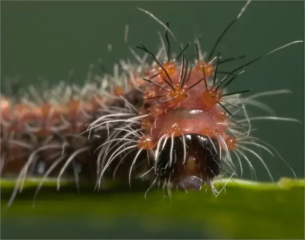 Chinese Moon Moth - caterpillar
