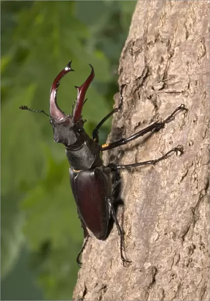 Stag beetle on bark Europe