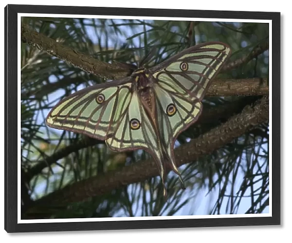 Spanish Moon Moth - Male on a pine. Europe