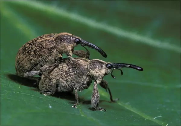 Cotton Weevil - pair mating