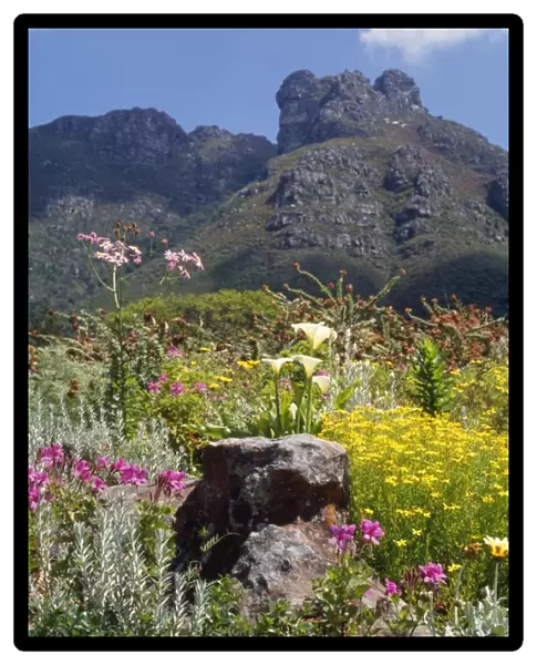 South Africa Kirstenbosch National Botanical Garden in Cape Town, South Africa