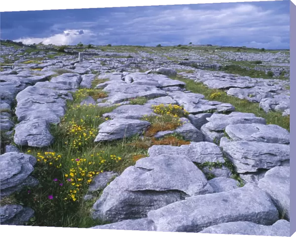 Ireland - The Burren: Limestone pavement, near Poulnabrone, Co. Clare. With Bird's Foot Trefoil