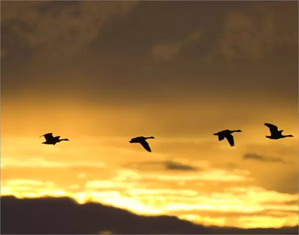 Canada Geese In flight at dawn, silhouette against at sunrise. Cleveland, UK
