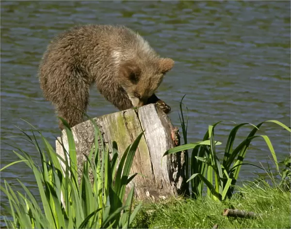 Brown Bear young cub crouching on log searching for insects in the clefts of the wood Bavaria, Germany