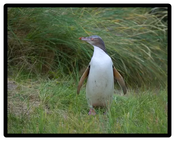 Yellow-eyed Penguin young adult standing amidst coastal vegetation looking around curiously Otago Peninsula, South Island, New Zealand