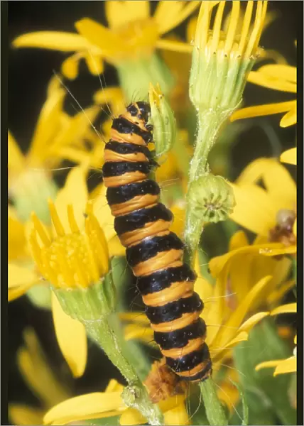 Cinnabar Moth Larva UK