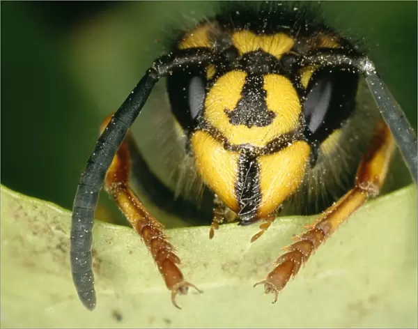 Common Wasp UK