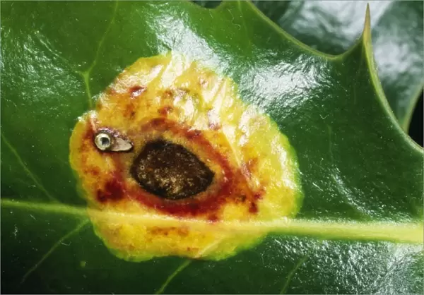Holly Leaf Miner Scar on Hooly leaf, UK Fam: Agromyzidae